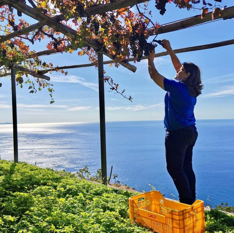 From Emerald Waters to Terraced Wines: Emerald Grotto, Amalfi, Winery & Lunch  Experience