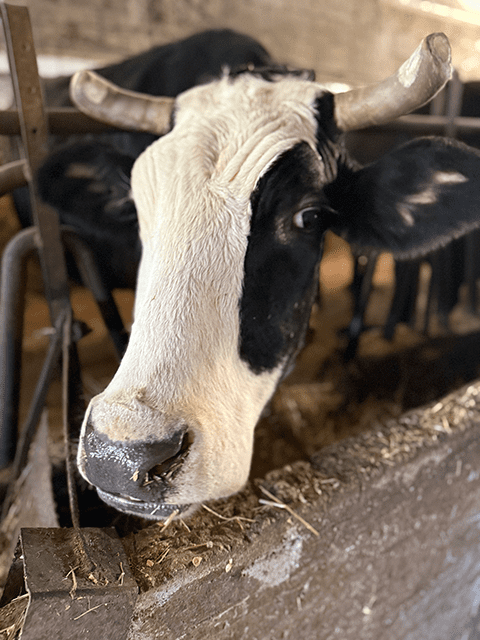 Farm to Terrace: Tramonti Wine & Cheese Experience with Ravello’s Terrace of Infinity