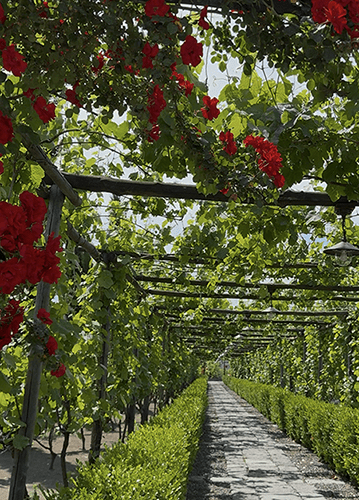 Pompeii Uncovered, Vesuvius Uncorked: History & Wine combined