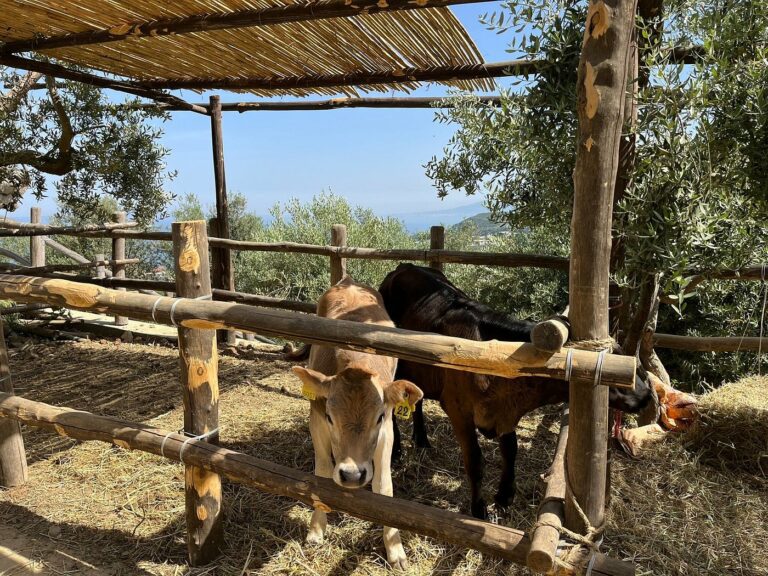 Authentic Village Life – Lemons, Cheese, Oil & Pizza with Visit to Sorrento