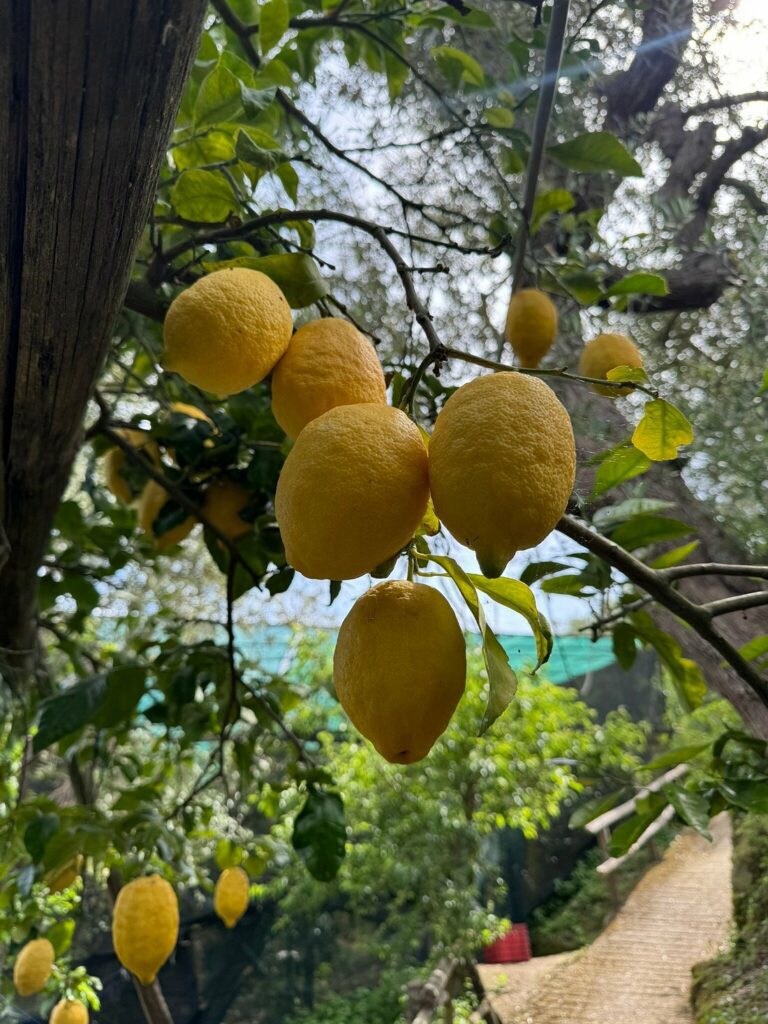 Authentic Village Life – Lemons, Cheese, Oil & Pizza with Visit to Sorrento